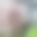 Discutir com lagartocanario