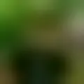 Reden mit redwan2500